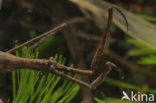 Waterstick insect 
