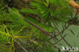 Waterstick insect 