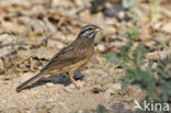 Zevenstrepengors (Emberiza tahapisi)