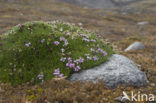 moss campion (Silene acaulis arctica)