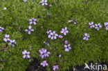 moss campion (Silene acaulis arctica)