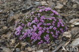 moss campion (Silene acaulis arctica)