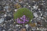 moss campion (Silene acaulis arctica)