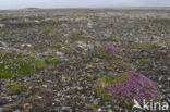 moss campion (Silene acaulis arctica)