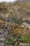 stiffstem saxifrage (Saxifraga hieraciifolia)