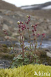 stiffstem saxifrage (Saxifraga hieraciifolia)