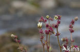 stiffstem saxifrage (Saxifraga hieraciifolia)