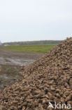 Sugar beet (Beta vulgaris altissima)