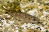 Ninespine Stickleback (Pungitius pungitius)