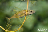 Ninespine Stickleback (Pungitius pungitius)