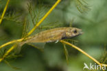 Ninespine Stickleback (Pungitius pungitius)