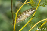 Ninespine Stickleback (Pungitius pungitius)