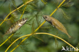 Ninespine Stickleback (Pungitius pungitius)