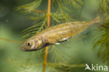 Ninespine Stickleback (Pungitius pungitius)