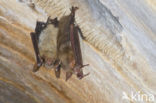 Vale vleermuis (Myotis myotis) 