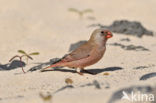 Vale Woestijnvink (Rhodospiza obsoleta)