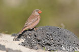 Vale Woestijnvink (Rhodospiza obsoleta)