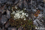 Vals rendiermos (Cladonia rangiformis)