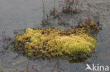 Veenmos (Sphagnum spec.)