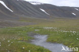 Veenpluis (Eriophorum angustifolium)