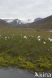 Veenpluis (Eriophorum angustifolium)