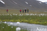 Veenpluis (Eriophorum angustifolium)