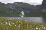 Veenpluis (Eriophorum angustifolium)