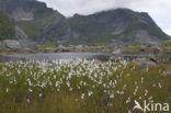 Veenpluis (Eriophorum angustifolium)