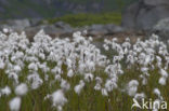 Veenpluis (Eriophorum angustifolium)