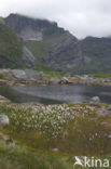 Veenpluis (Eriophorum angustifolium)