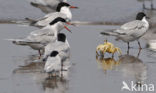 Common Tern (Sterna hirundo)