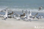 Common Tern (Sterna hirundo)