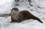 European Otter (Lutra lutra) 