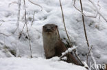 European Otter (Lutra lutra) 