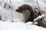 European Otter (Lutra lutra) 