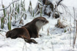 European Otter (Lutra lutra) 