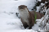 European Otter (Lutra lutra) 