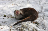 European Otter (Lutra lutra) 