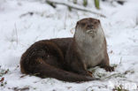 European Otter (Lutra lutra) 