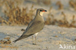 Collared Pratincole