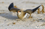 Collared Pratincole