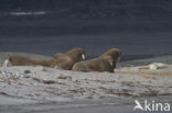 Walrus (Odobenus rosmarus)