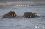 Walrus (Odobenus rosmarus)