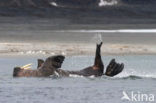 Walrus (Odobenus rosmarus)