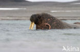 Walrus (Odobenus rosmarus)