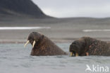 Walrus (Odobenus rosmarus)