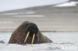 Walrus (Odobenus rosmarus)