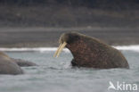 Walrus (Odobenus rosmarus)