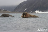 Walrus (Odobenus rosmarus)