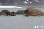 Walrus (Odobenus rosmarus)